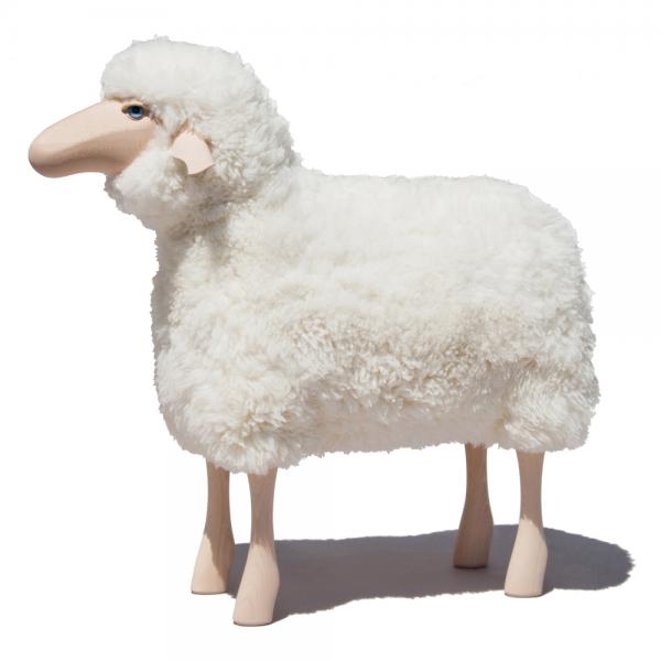 Schaf, gelocktes weißes Fell, Buche